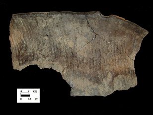 Cord-marked Monongahela rim sherd from the Friendsville site 18GA23.